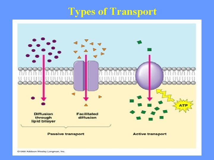 Types of Transport 