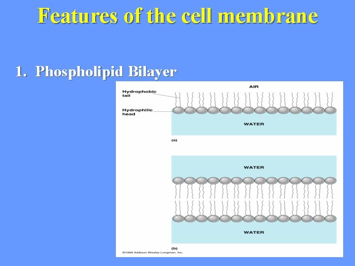 Features of the cell membrane 1. Phospholipid Bilayer 