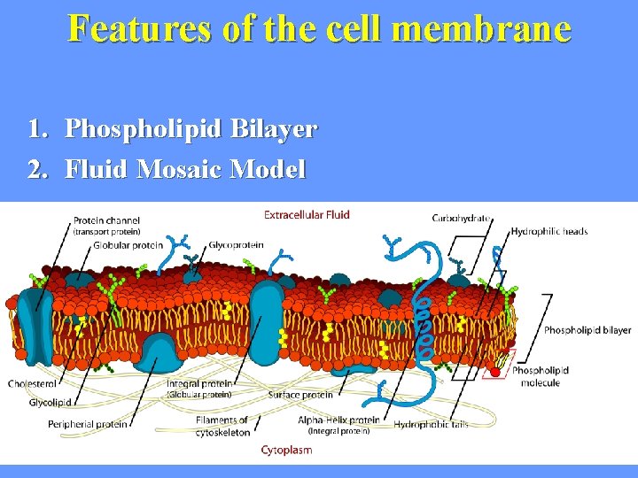 Features of the cell membrane 1. Phospholipid Bilayer 2. Fluid Mosaic Model 