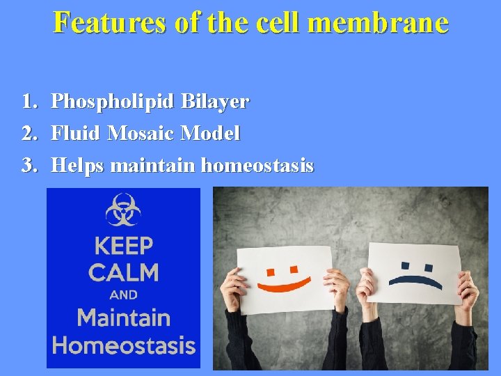 Features of the cell membrane 1. Phospholipid Bilayer 2. Fluid Mosaic Model 3. Helps