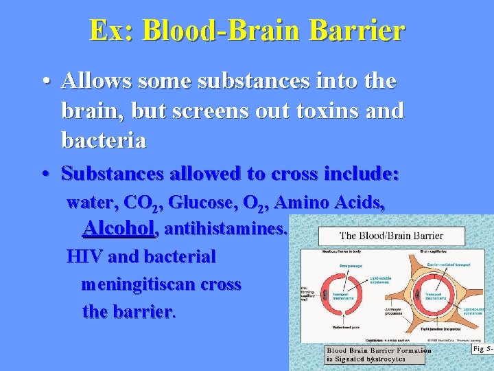 Ex: Blood-Brain Barrier • Allows some substances into the brain, but screens out toxins