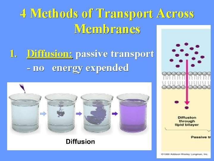 4 Methods of Transport Across Membranes 1. Diffusion: passive transport - no energy expended