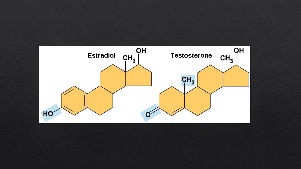 Estradiol Testosterone 