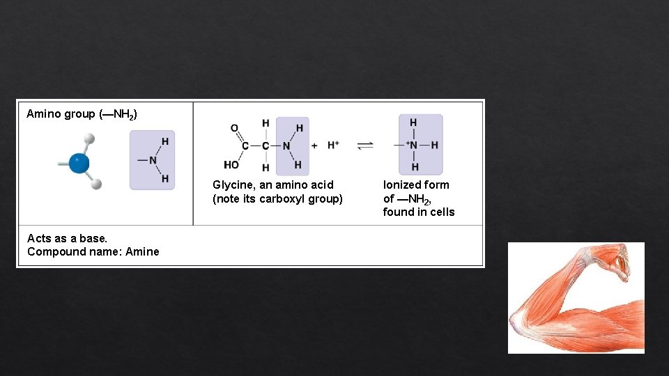 Amino group (—NH 2) Glycine, an amino acid (note its carboxyl group) Acts as