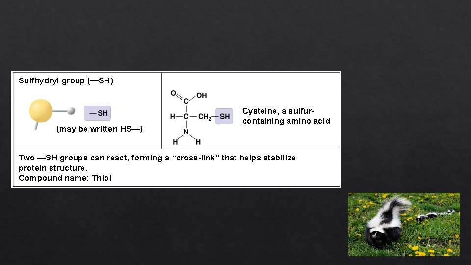 Sulfhydryl group (—SH) (may be written HS—) Cysteine, a sulfurcontaining amino acid Two —SH