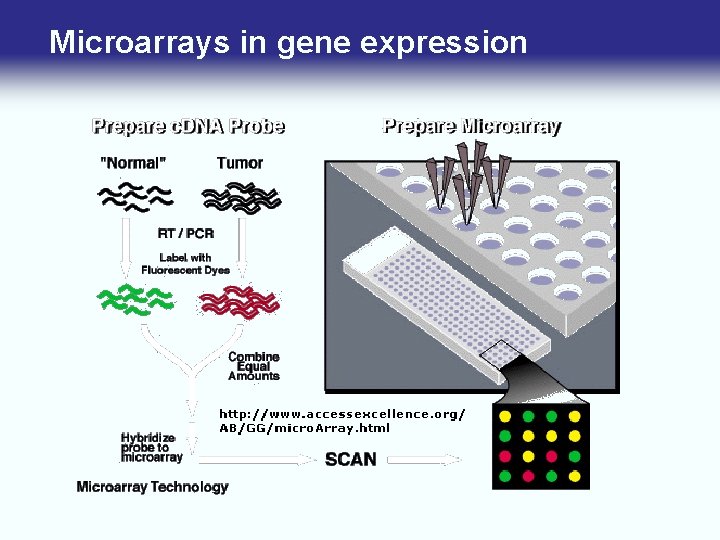 Microarrays in gene expression 