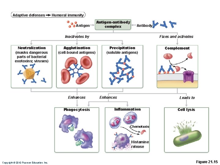 Adaptive defenses Humoral immunity Antigen-antibody complex Antibody Inactivates by Neutralization (masks dangerous parts of
