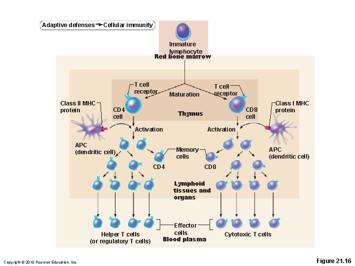 Adaptive defenses Cellular immunity Immature lymphocyte Red bone marrow T cell receptor Class II