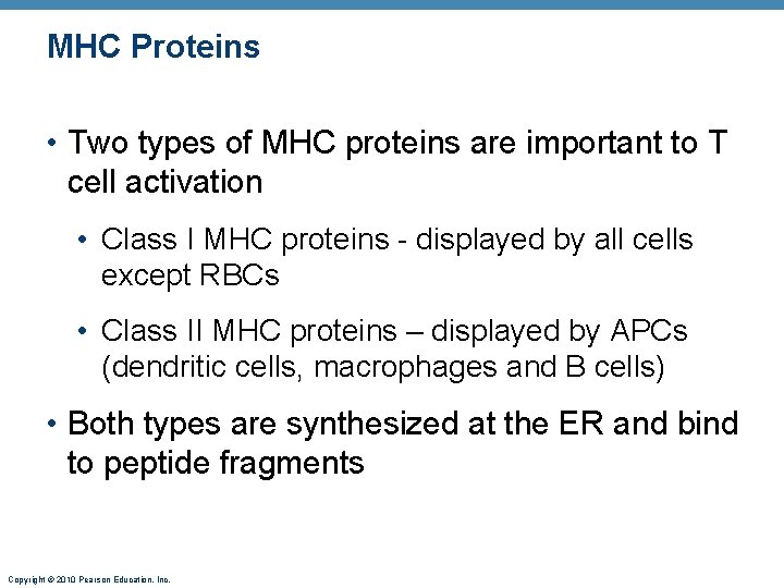 MHC Proteins • Two types of MHC proteins are important to T cell activation
