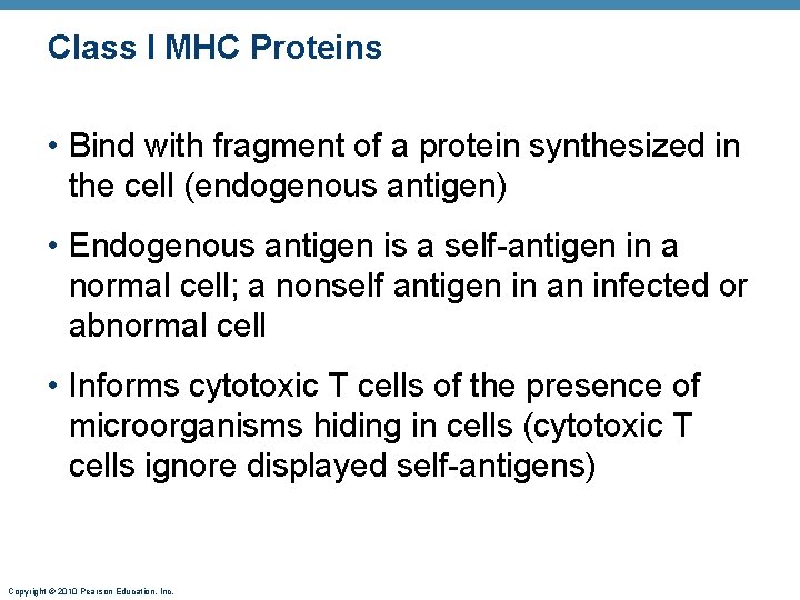 Class I MHC Proteins • Bind with fragment of a protein synthesized in the