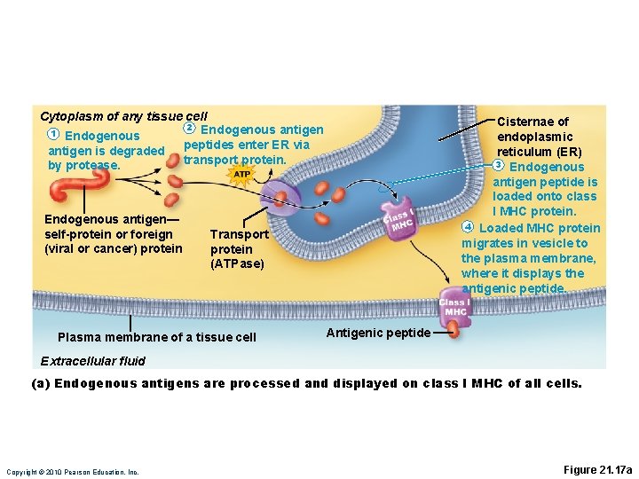 Cytoplasm of any tissue cell 2 Endogenous antigen 1 Endogenous peptides enter ER via