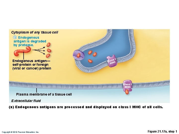 Cytoplasm of any tissue cell 1 Endogenous antigen is degraded by protease. Endogenous antigen—