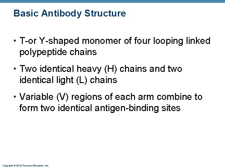 Basic Antibody Structure • T-or Y-shaped monomer of four looping linked polypeptide chains •