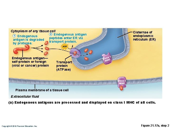Cytoplasm of any tissue cell 2 Endogenous antigen 1 Endogenous peptides enter ER via