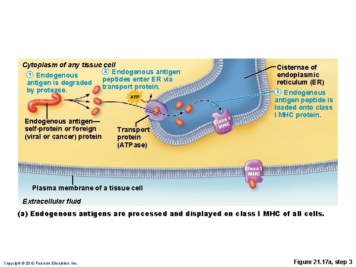 Cytoplasm of any tissue cell 2 Endogenous antigen 1 Endogenous peptides enter ER via
