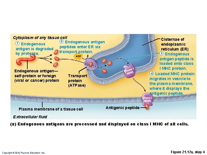Cytoplasm of any tissue cell 2 Endogenous antigen 1 Endogenous peptides enter ER via