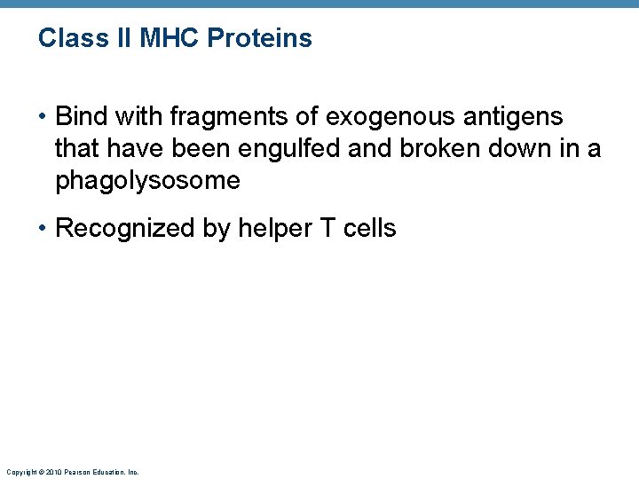 Class II MHC Proteins • Bind with fragments of exogenous antigens that have been