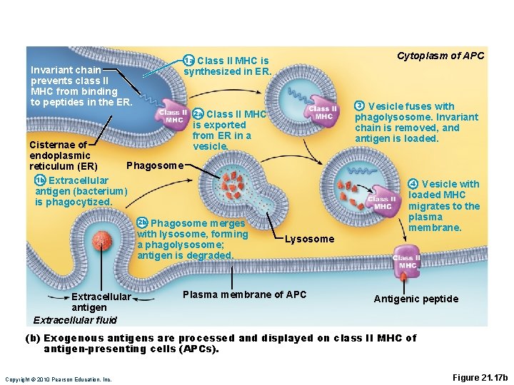 Cytoplasm of APC 1 a Class II MHC is synthesized in ER. Invariant chain