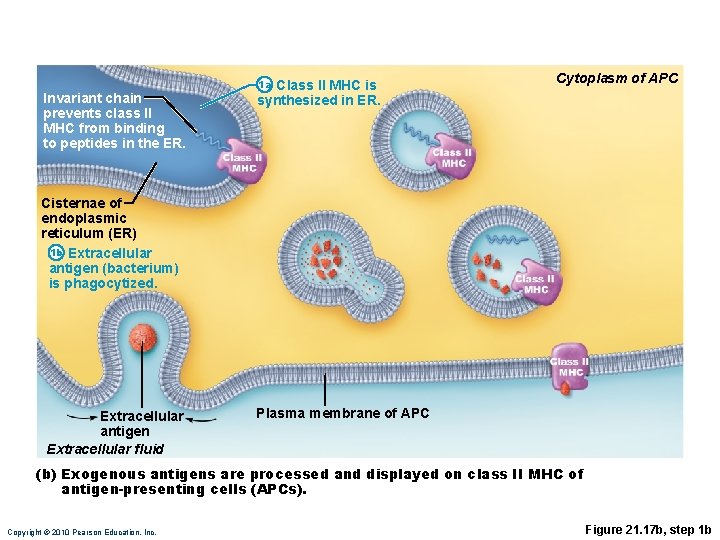 Invariant chain prevents class II MHC from binding to peptides in the ER. 1