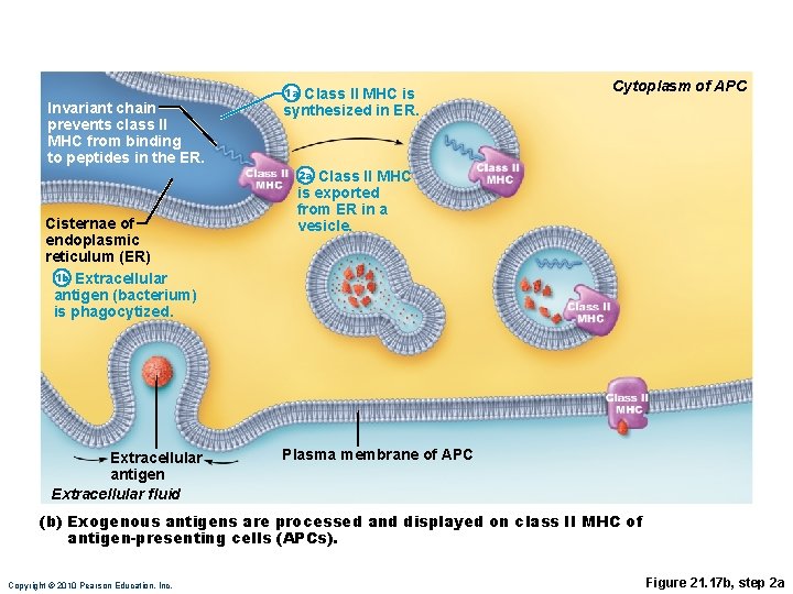 Invariant chain prevents class II MHC from binding to peptides in the ER. 1