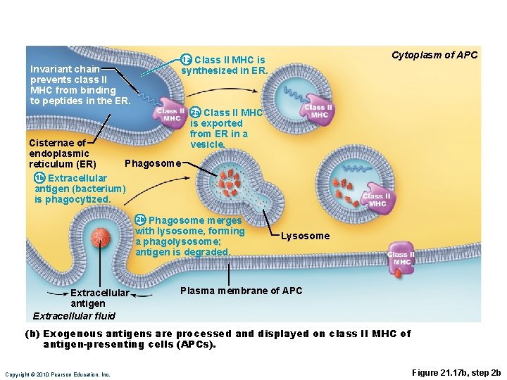 Cytoplasm of APC 1 a Class II MHC is synthesized in ER. Invariant chain