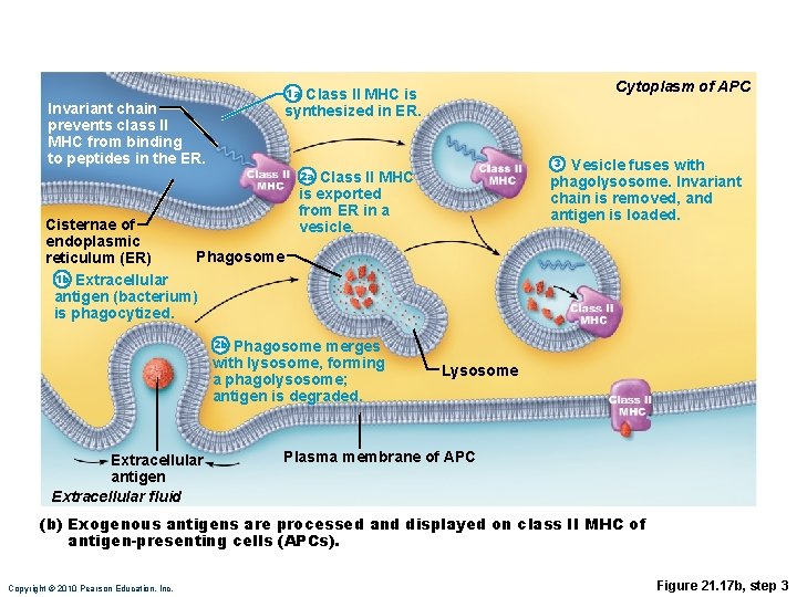Cytoplasm of APC 1 a Class II MHC is synthesized in ER. Invariant chain