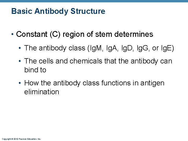 Basic Antibody Structure • Constant (C) region of stem determines • The antibody class