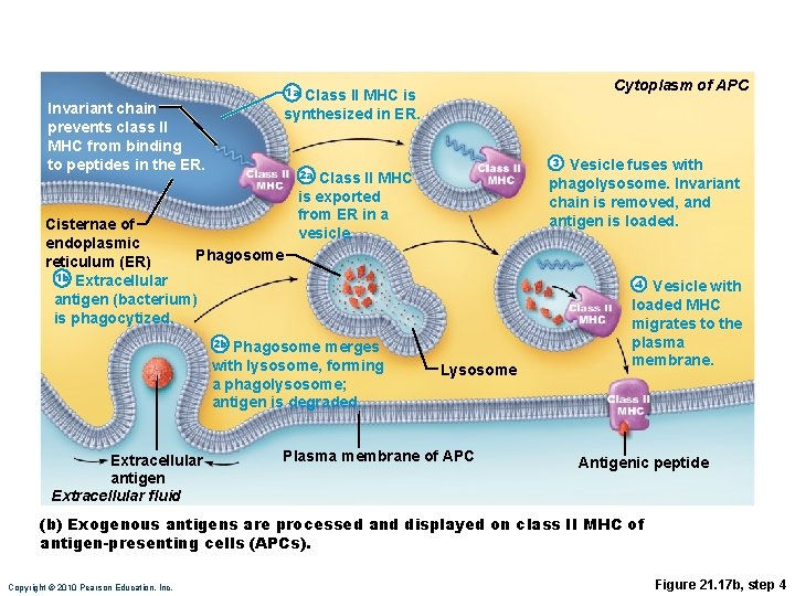 Cytoplasm of APC 1 a Class II MHC is synthesized in ER. Invariant chain
