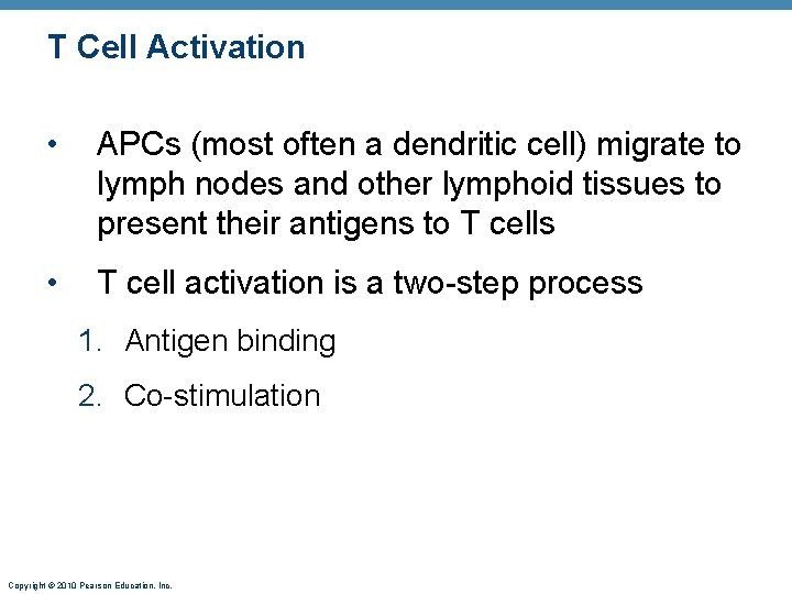 T Cell Activation • APCs (most often a dendritic cell) migrate to lymph nodes