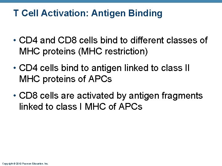 T Cell Activation: Antigen Binding • CD 4 and CD 8 cells bind to