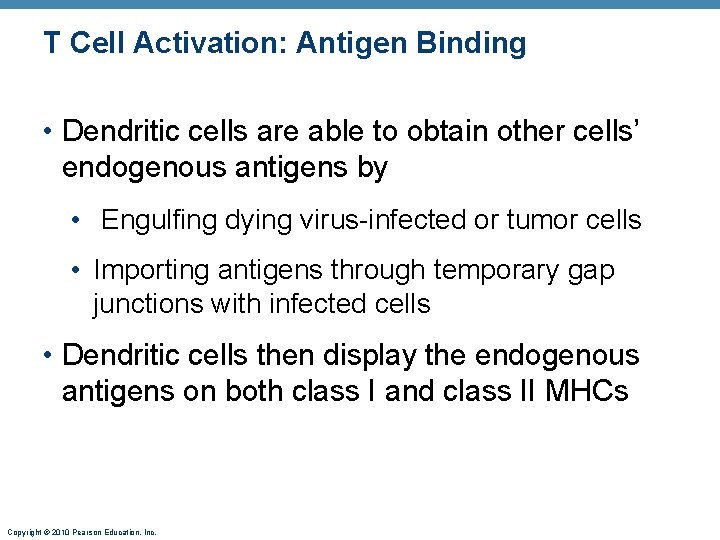 T Cell Activation: Antigen Binding • Dendritic cells are able to obtain other cells’