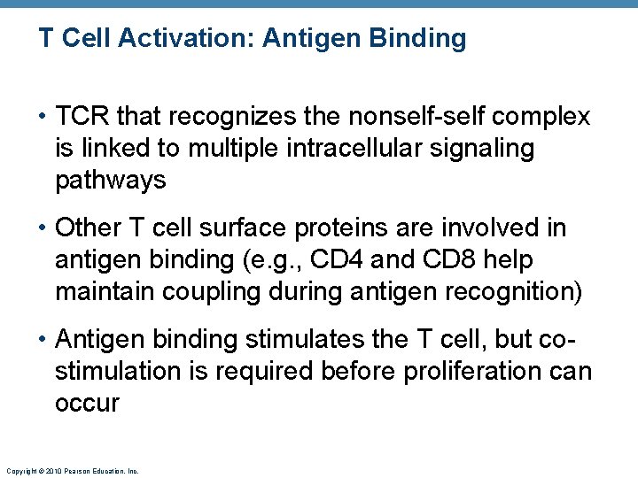 T Cell Activation: Antigen Binding • TCR that recognizes the nonself-self complex is linked