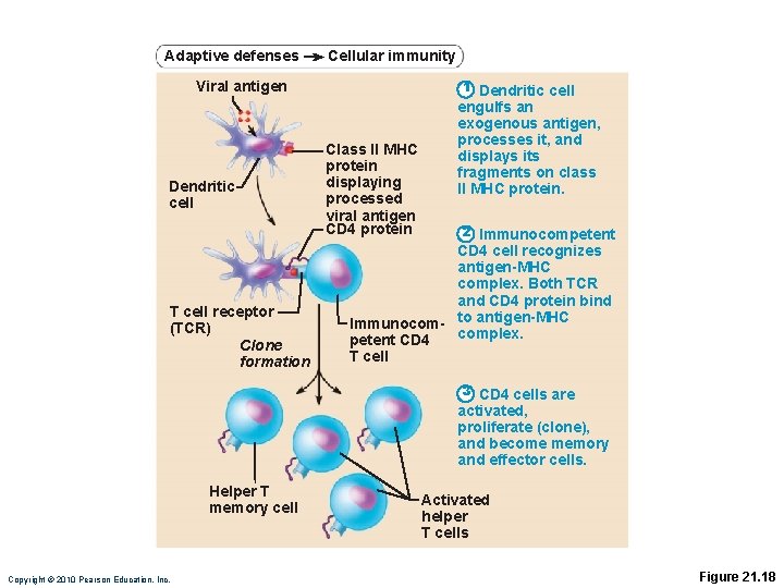 Adaptive defenses Cellular immunity 1 Dendritic cell Viral antigen Dendritic cell T cell receptor