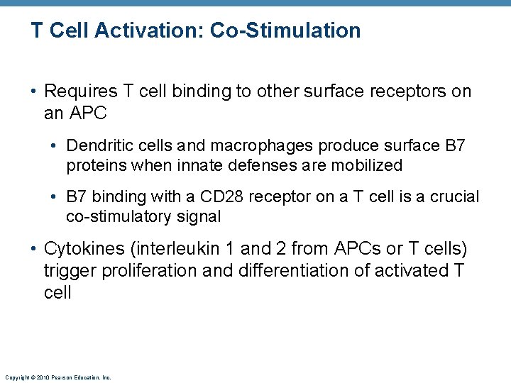 T Cell Activation: Co-Stimulation • Requires T cell binding to other surface receptors on
