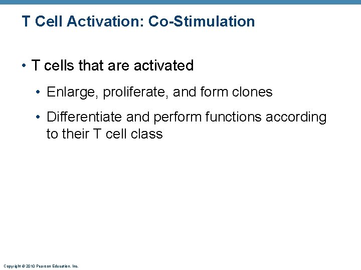 T Cell Activation: Co-Stimulation • T cells that are activated • Enlarge, proliferate, and