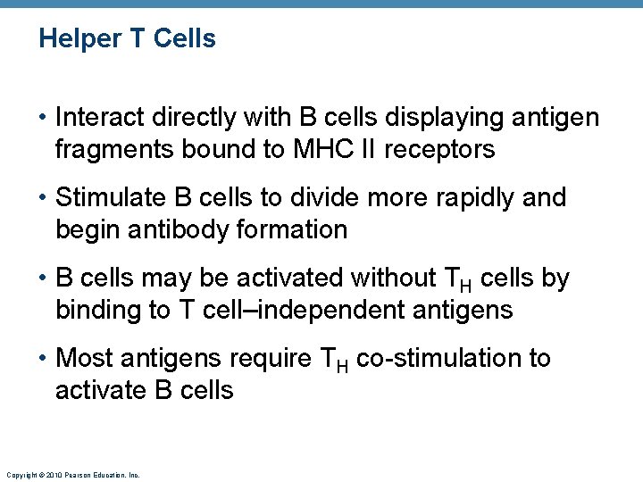 Helper T Cells • Interact directly with B cells displaying antigen fragments bound to