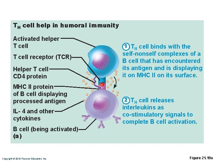 TH cell help in humoral immunity Activated helper T cell 1 TH cell binds