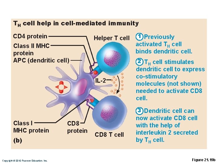 TH cell help in cell-mediated immunity CD 4 protein Helper T cell Class II