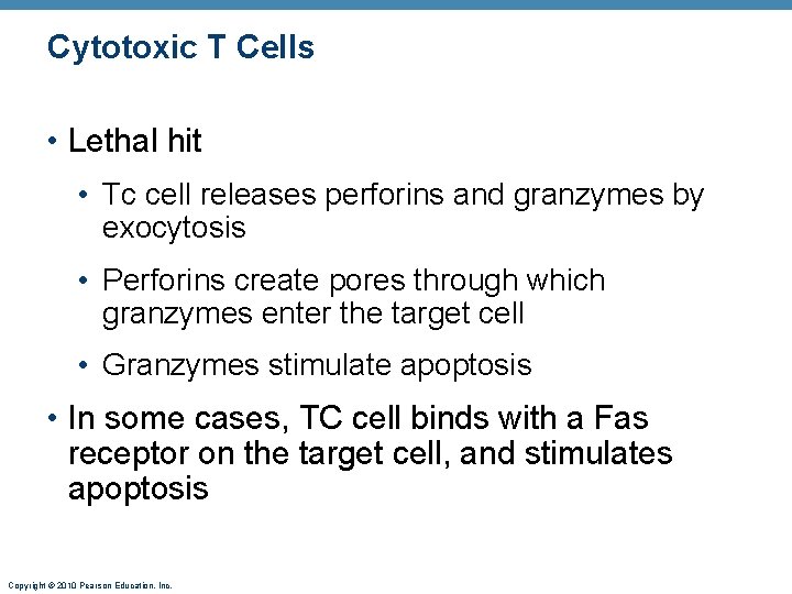 Cytotoxic T Cells • Lethal hit • Tc cell releases perforins and granzymes by