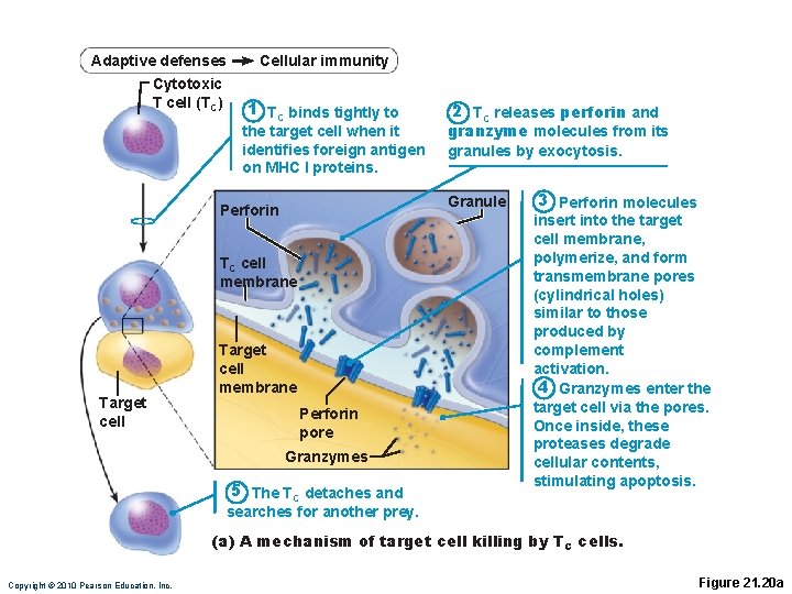 Adaptive defenses Cytotoxic T cell (TC) Cellular immunity 1 TC binds tightly to the
