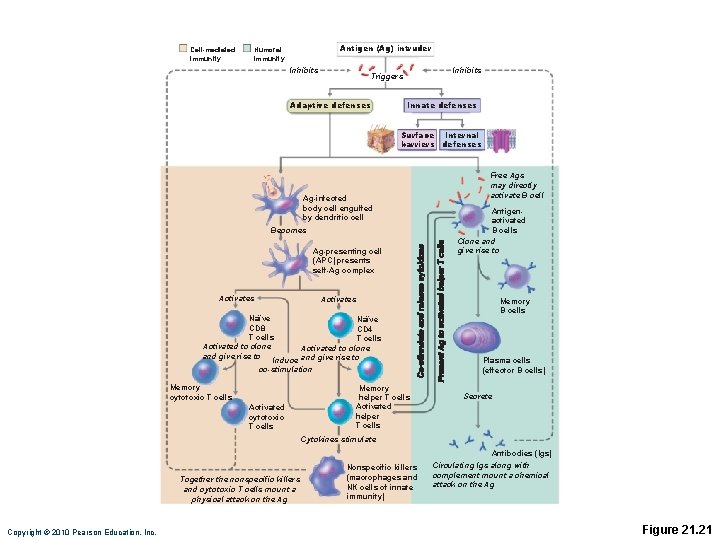 Cell-mediated immunity Antigen (Ag) intruder Humoral immunity Inhibits Triggers Adaptive defenses Innate defenses Surface