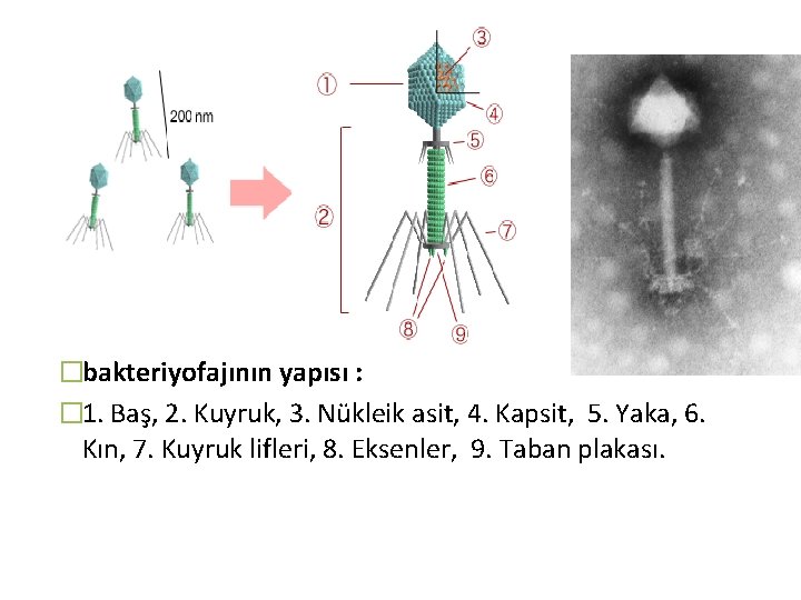 �bakteriyofajının yapısı : � 1. Baş, 2. Kuyruk, 3. Nükleik asit, 4. Kapsit, 5.