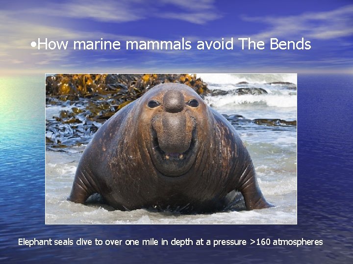  • How marine mammals avoid The Bends Elephant seals dive to over one