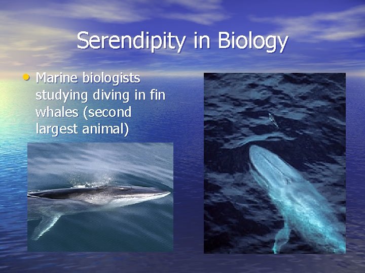 Serendipity in Biology • Marine biologists studying diving in fin whales (second largest animal)