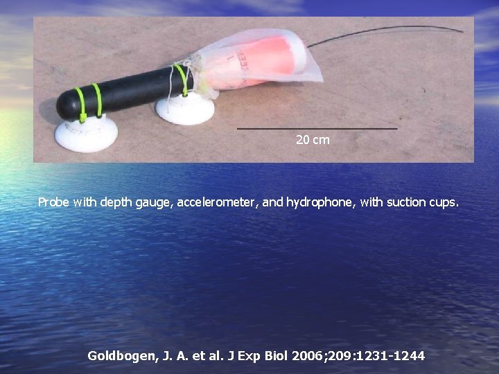 20 cm Probe with depth gauge, accelerometer, and hydrophone, with suction cups. Goldbogen, J.