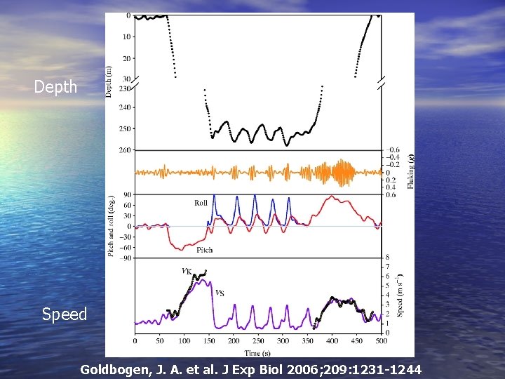 Depth Speed Goldbogen, J. A. et al. J Exp Biol 2006; 209: 1231 -1244