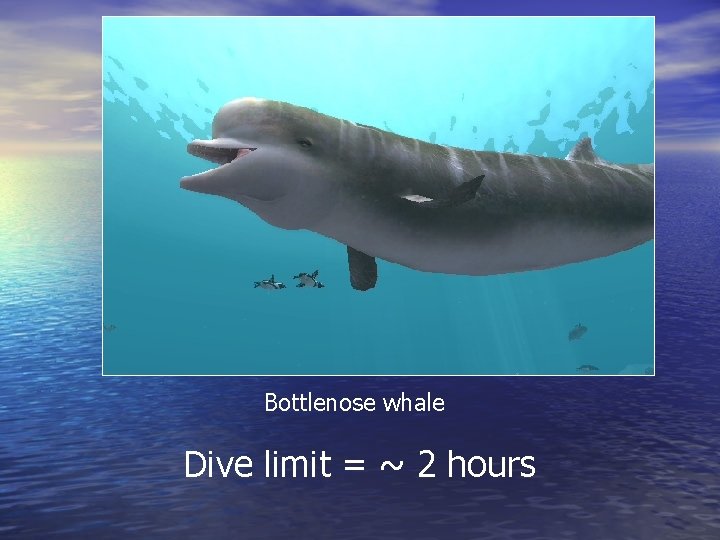 Bottlenose whale Dive limit = ~ 2 hours 