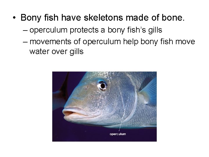  • Bony fish have skeletons made of bone. – operculum protects a bony