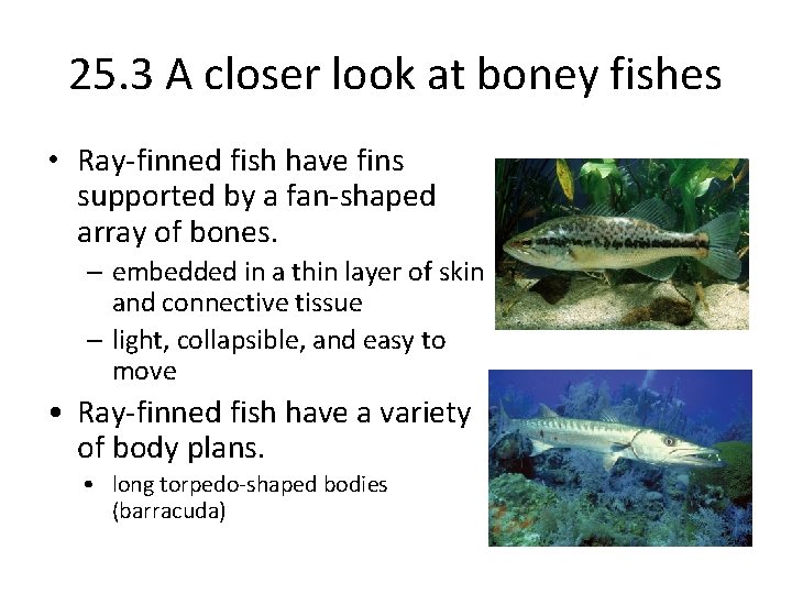25. 3 A closer look at boney fishes • Ray-finned fish have fins supported