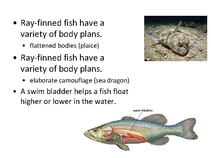  • Ray-finned fish have a variety of body plans. • flattened bodies (plaice)